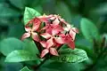 Detail květu Ixora coccinea