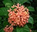 Kvetoucí Ixora coccinea