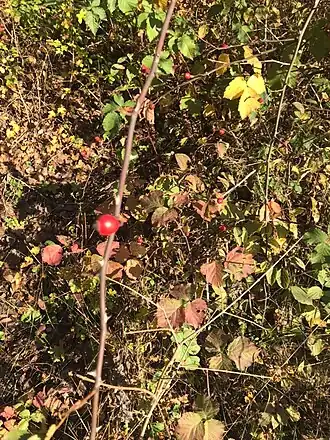 alternativní popis obrázku chybí