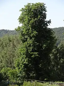 Jítravský kaštan na pastvině severně od domu čp. 20