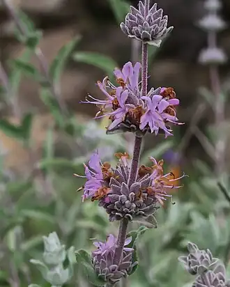 Fialově kvetoucí oddálené lichopřesleny květů
