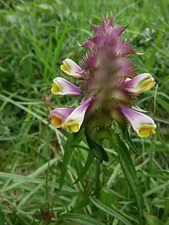 alternativní popis obrázku chybí