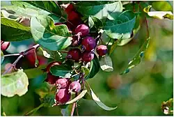 Jabloň Moerlansova na zámku Velké Březno