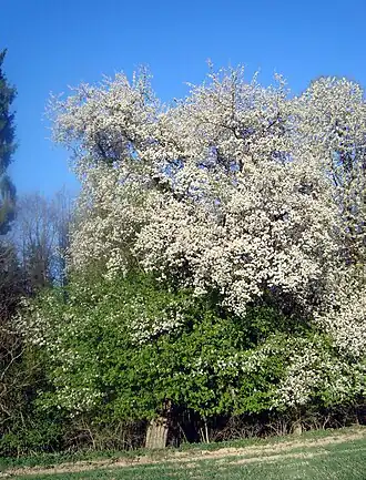 alternativní popis obrázku chybí