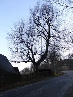 Císařská lípa v Jabloneckých Pasekách