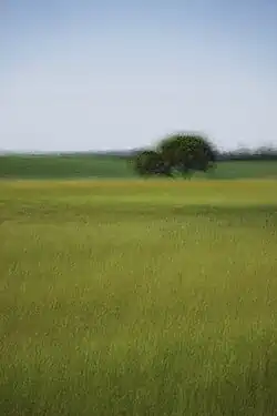 Pibemoelle number 14