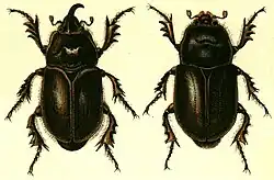 zlatohlávek skvostný