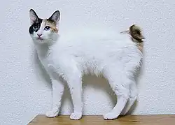 Japonský bobtail