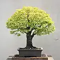 Zelkova pilovitá jako bonsai