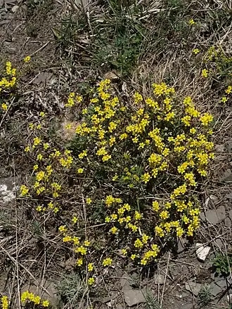 Devaterník šedý (Helianthemum canum)