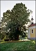 Lípa u kaple v obci Jaronín nedaleko Brlohu.