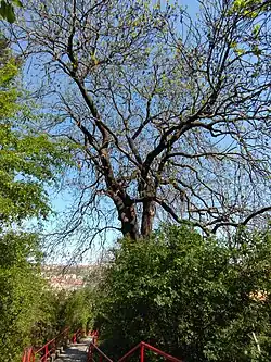 jasan u schodiště na Koulce