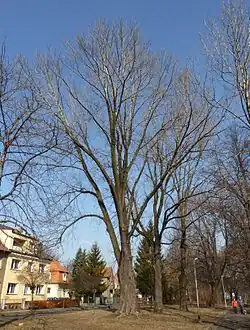 Jasan v Českém Těšíně na Nábřeží Míru