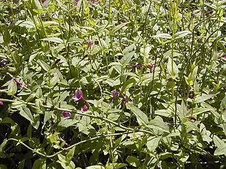 alternativní popis obrázku chybí