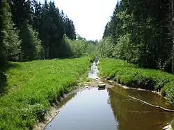 Jaugila v lese Krakių miškas