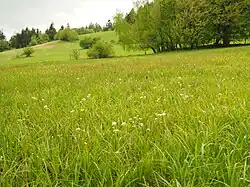 Pohled na louku
