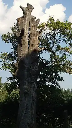 Javor klen v září 2018