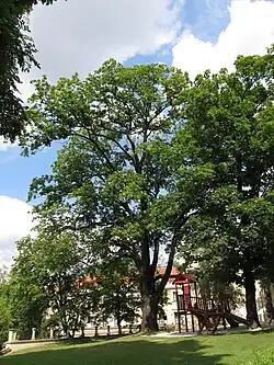 javor mléč u zámku v Krči