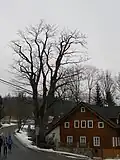 Památný strom javor klen (Acer pseudoplatanus) v Horním Polubném, okres Jablonec nad Nisou, Česko.