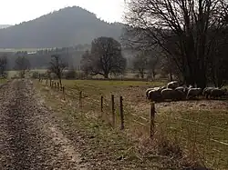 Mazova horka od památné lípy Karolinka nad Javorníkem a Jiříčkovem