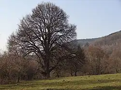 Památná lípa Karolinka poblíž samoty U Dědků