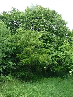 Jeřáb břek u staré vápenky