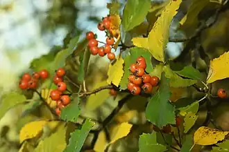 alternativní popis obrázku chybí