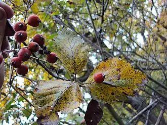 alternativní popis obrázku chybí
