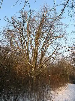 Oskeruše u Radostic