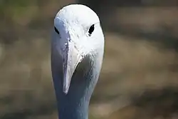 Hlava jeřába rajského zpředu