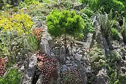 Jeden z exemplářů čarověníků[5]