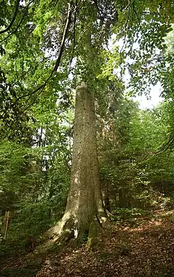 Památná jedle pod Okrouhlíkem.