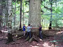 Několik lidí se snaží obejmout kmen velmi mohutné jedle bělokoré