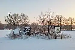 torzo lípy s výmladky, prosinec 2010