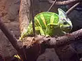 Další chameleon jemenský