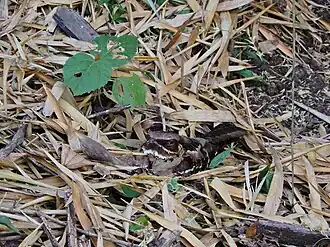 Hřadující jedinec