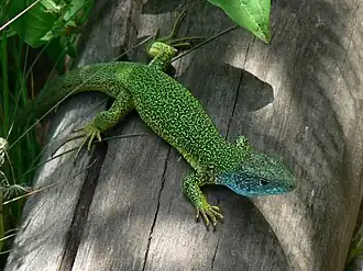 Ještěrka zelená (výskyt v Česku)