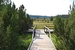 Pohled na rašeliniště