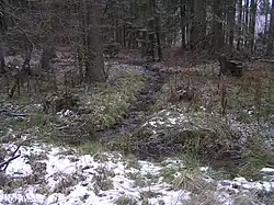 Smrková olšina (as. Piceo-Alnetum) na horním toku potoka Jezernice