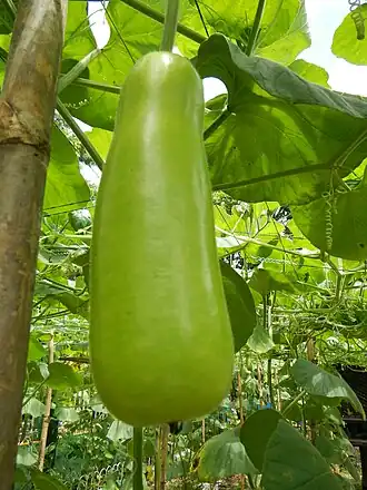 alternativní popis obrázku chybí