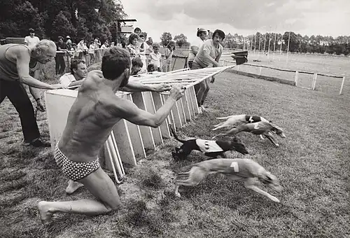 Jiří Horák, Chrtí dostihy, 80. léta
