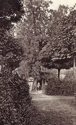 Lípa Jana Želivského