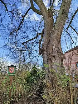 Kmen a cedule označující památný strom