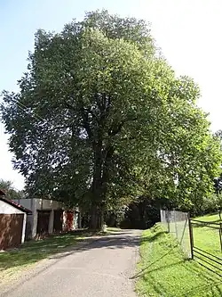 Památný jilm horský u garáží východně od domu čp. 417 v novoměstské Lesní ulici