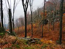 Jizerskohorské bučiny, CZ