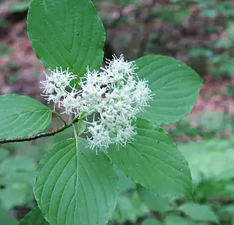 alternativní popis obrázku chybí