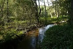 Potok Jordánka pod rybníkem Věžák