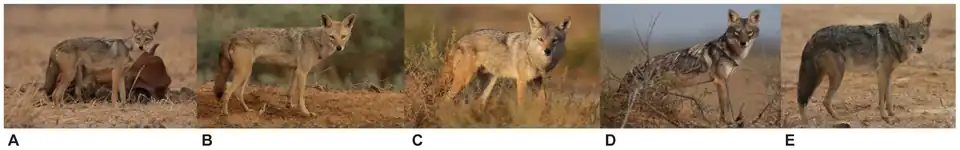 Na obrázku je celkem pět fotografií vlka afrického, fotografie více vlevo ukazují spíše subtilnější jedince, směrem doprava jde o větší jedince více podobné vlkovi obecnému