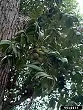 Juglans neotropica z Latinské Ameriky