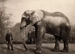 Jumbo a Matthew Scott, 1882